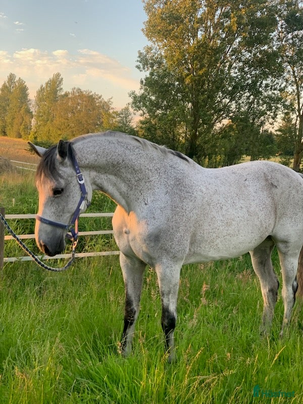  hästar Skøn vallak sælges  - Annons 5