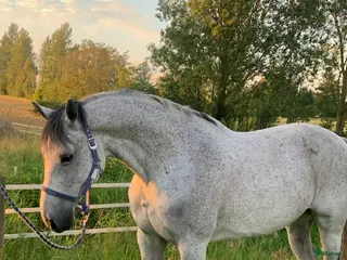 hästar Skøn vallak sælges - Annons 2