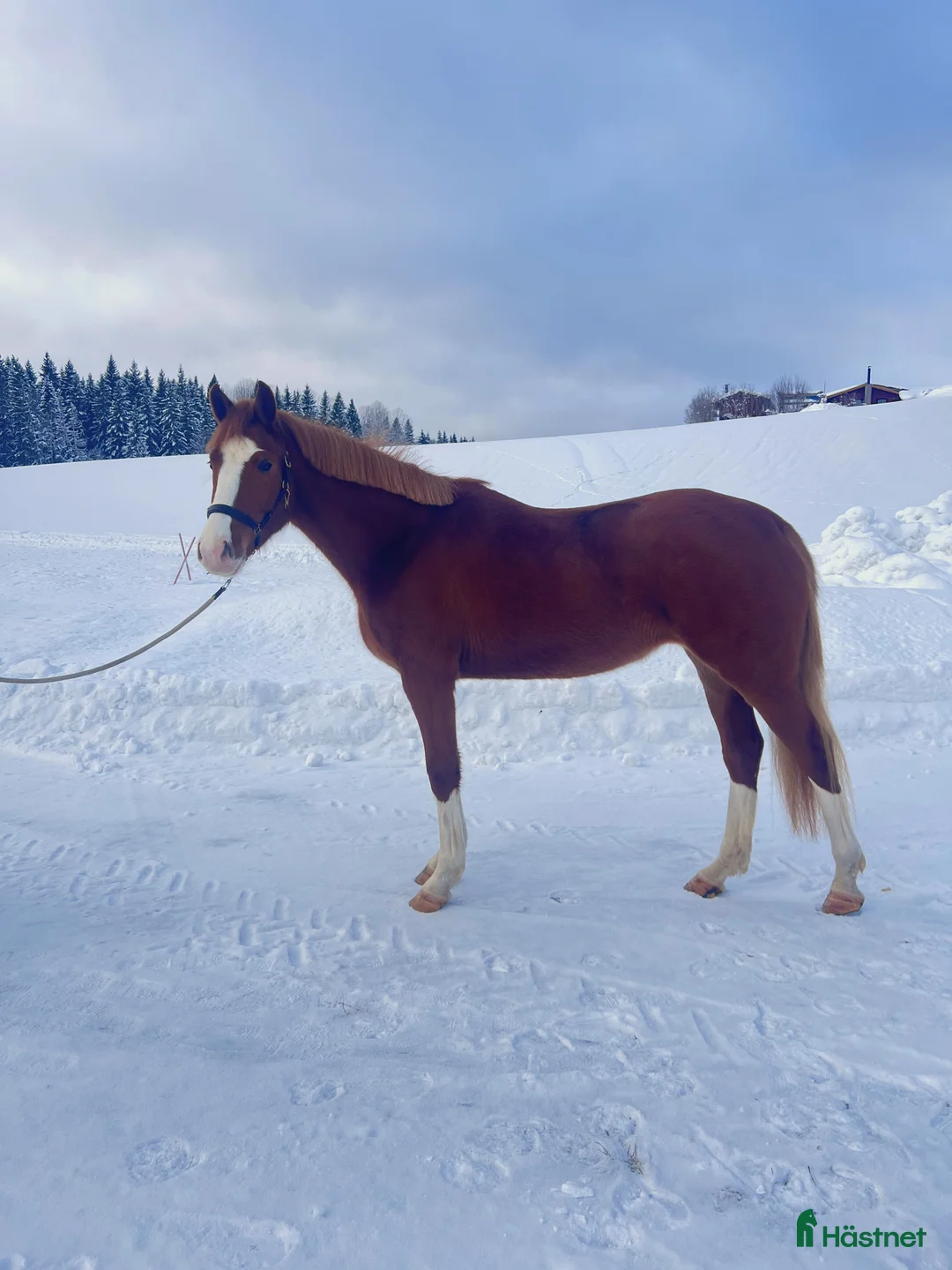 Hoppning hästar till salu: Vackert 3års sto i Bergsjö - Annons 2