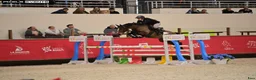 Hoppning hästar till salu: Fremtidig GP ponni tilsalgs - Annons 2