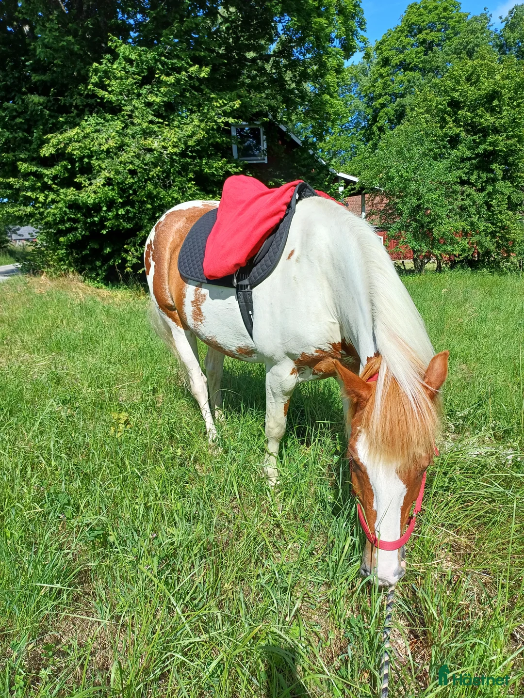 Allround hästar till salu: Positiv valack - Annons 4