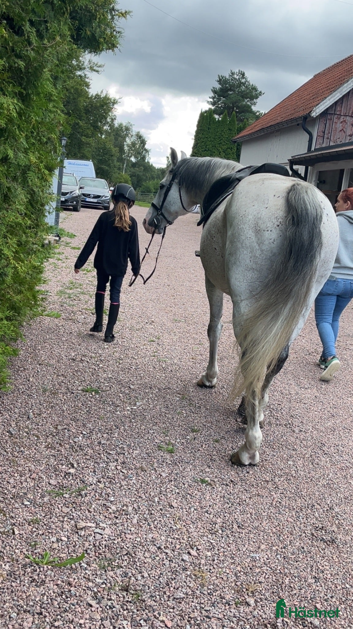  hästar Söker en första ponny - Annons 3