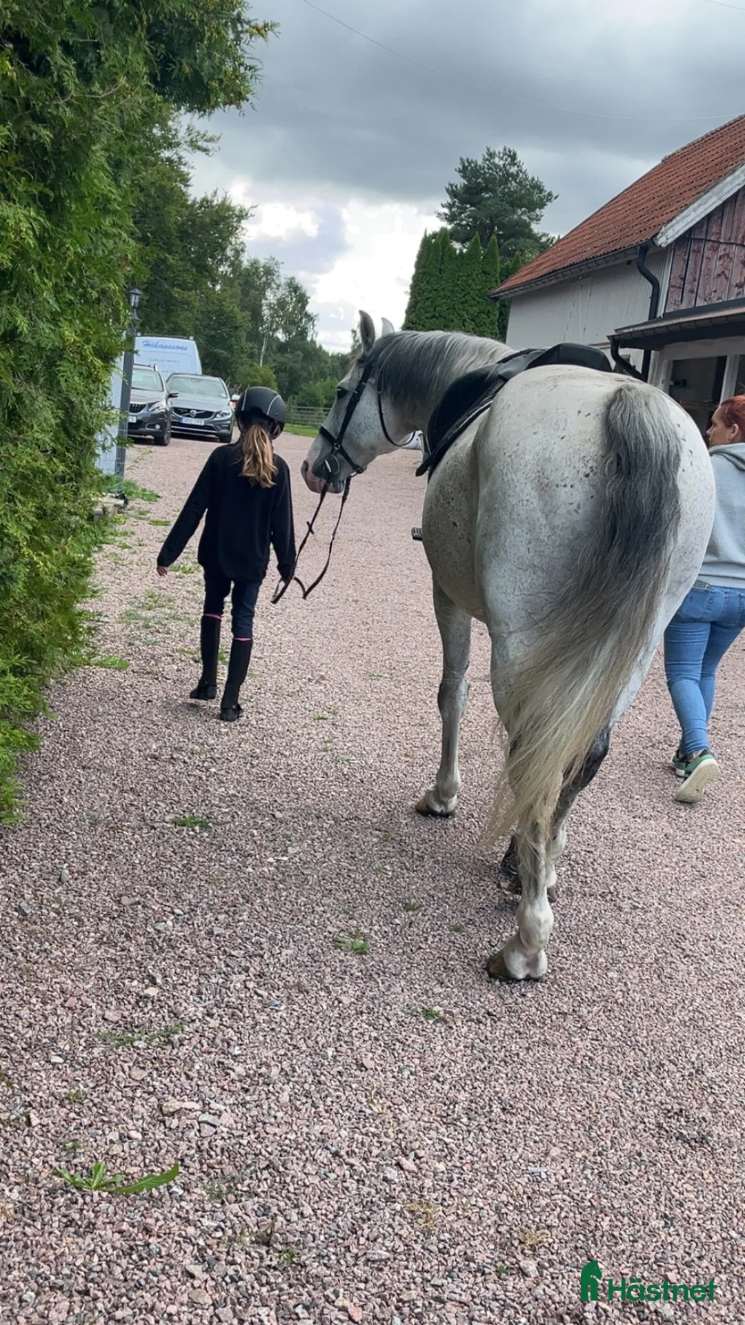 Allround hästar sökes: Söker en första ponny i Tyringe - Annons 1