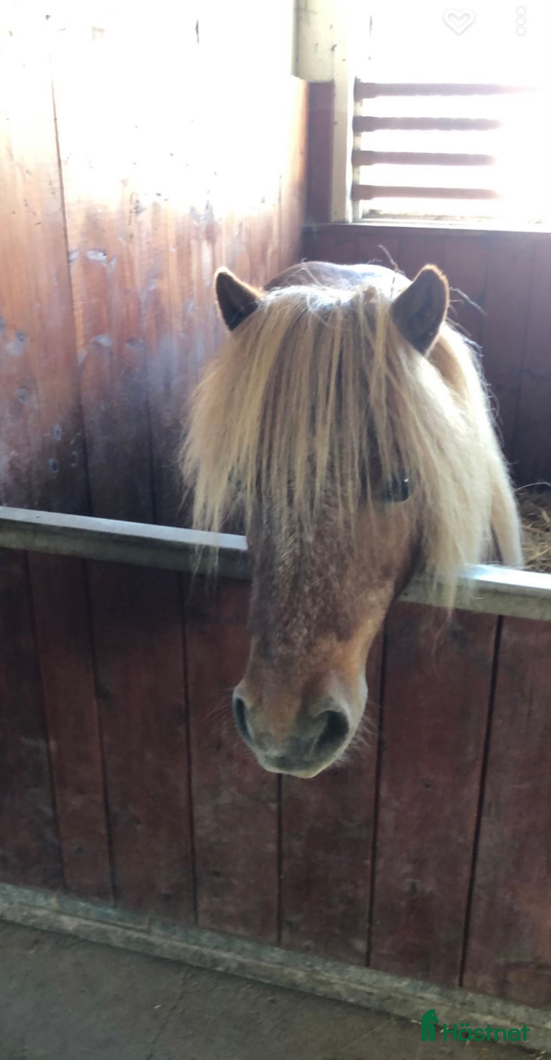  medryttarhäst finnes: Medryttare/hjälpare till c- och a-ponny i Linghem - Annons 3