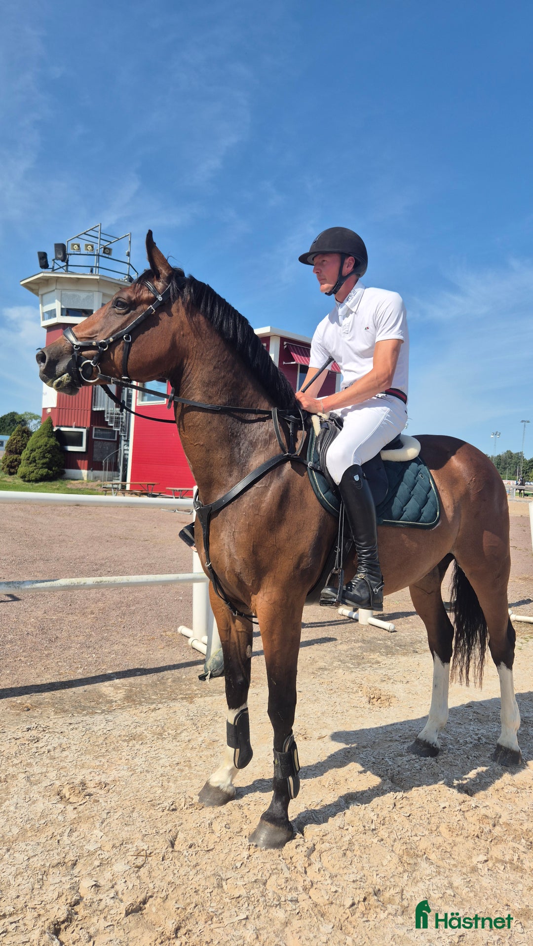 Hoppning hästar till salu: Kvalitativ 5-åring till salu  i Norrköping - Annons 5