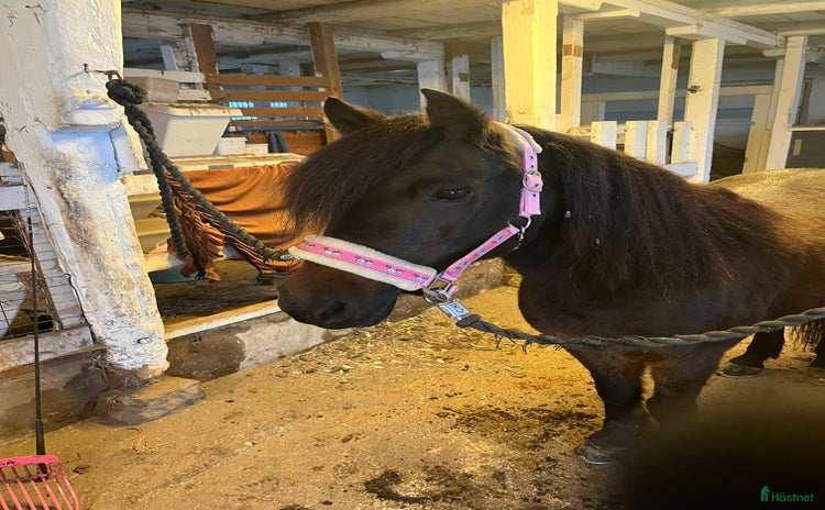  hästar i Kolbäck - Annons 5