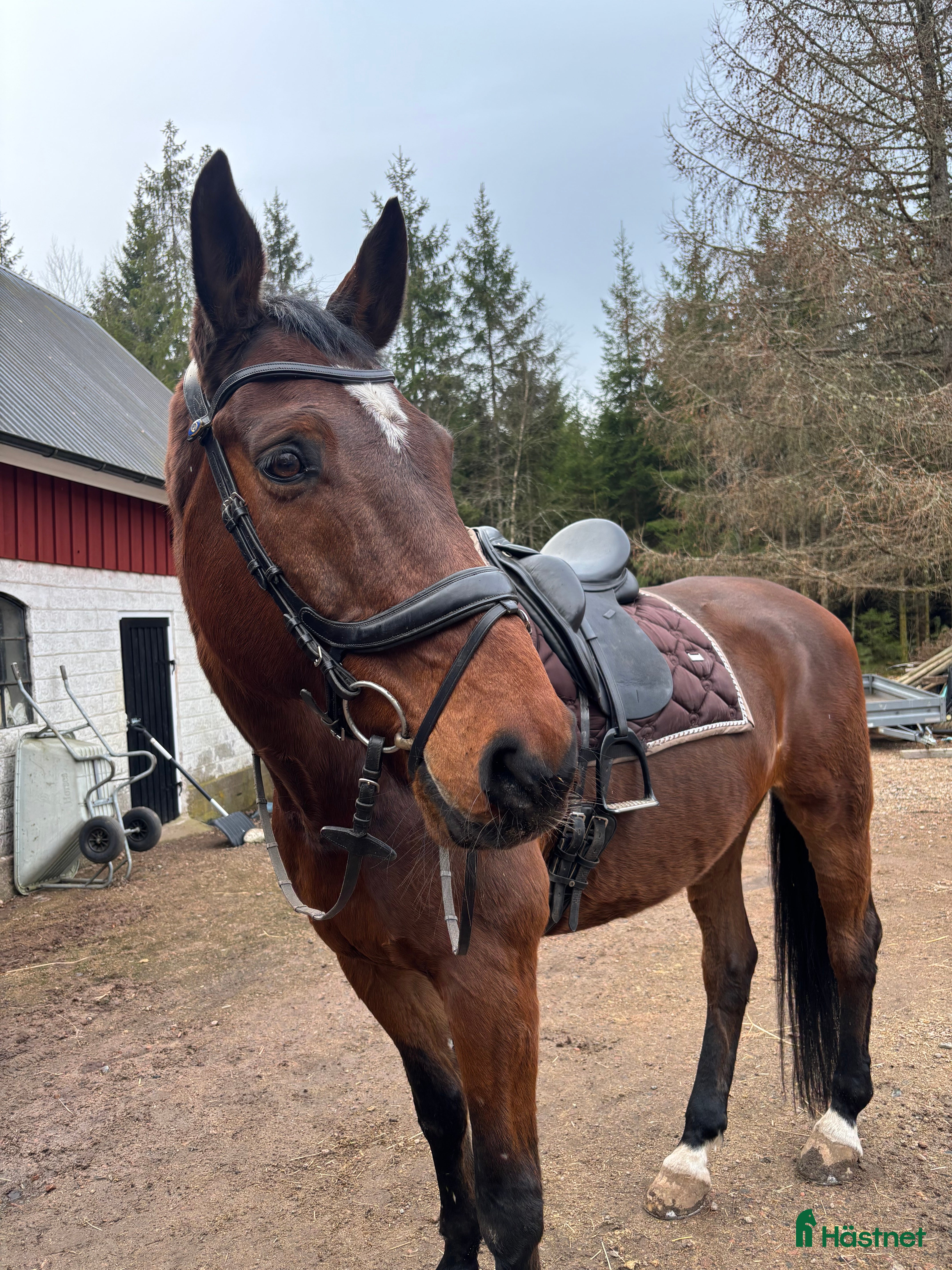  hästar Läromästare i dressyr  - Annons 1