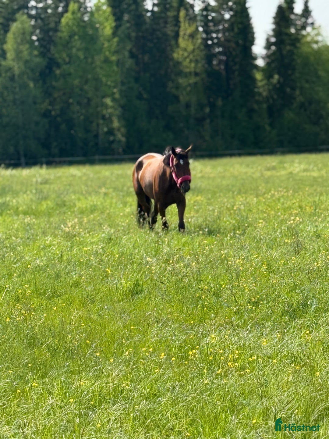 Allround hästar sökes: Häst sökes! i Vännäs - Annons 4