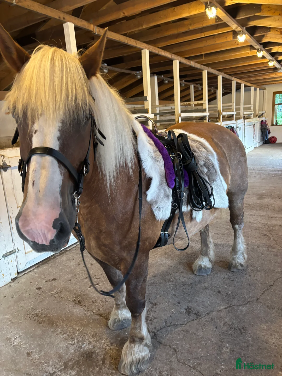  medryttarhäst finnes: Ardenner söker medryttare - Annons 2