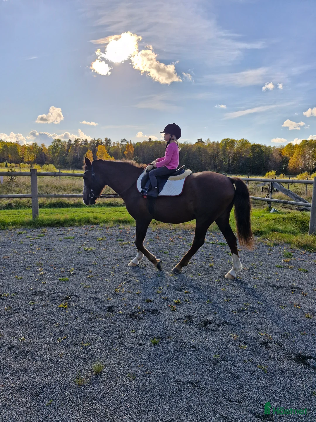  foderhäst sökes: Foderponny sökes i Frändefors - Annons 5