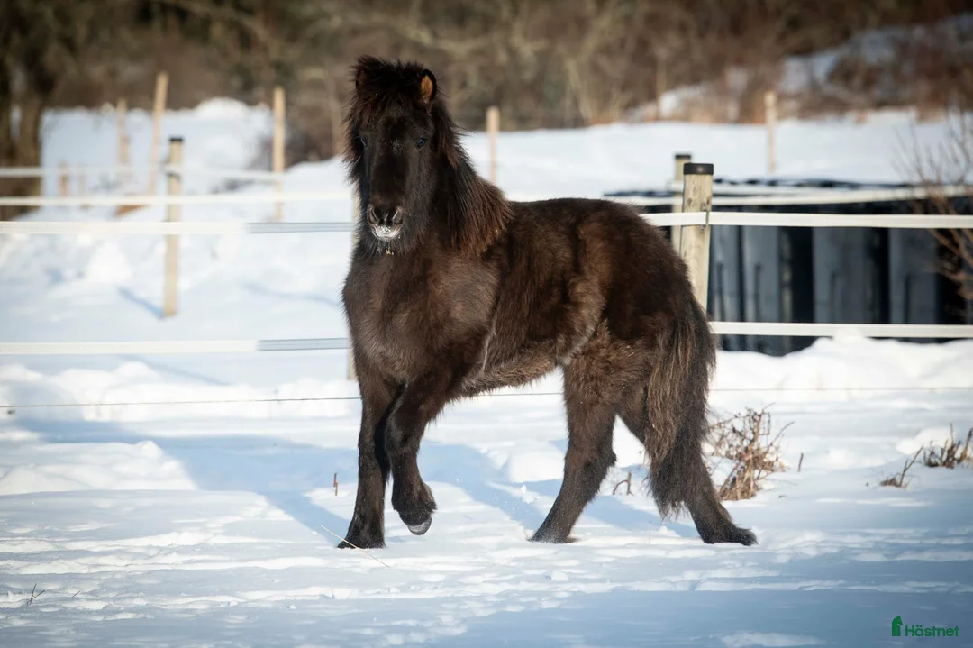Island hästar till salu: 1-årigt sto e Toppur  - Annons 1
