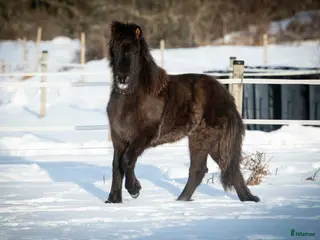 hästar 1-årigt sto e Toppur - Annons 5