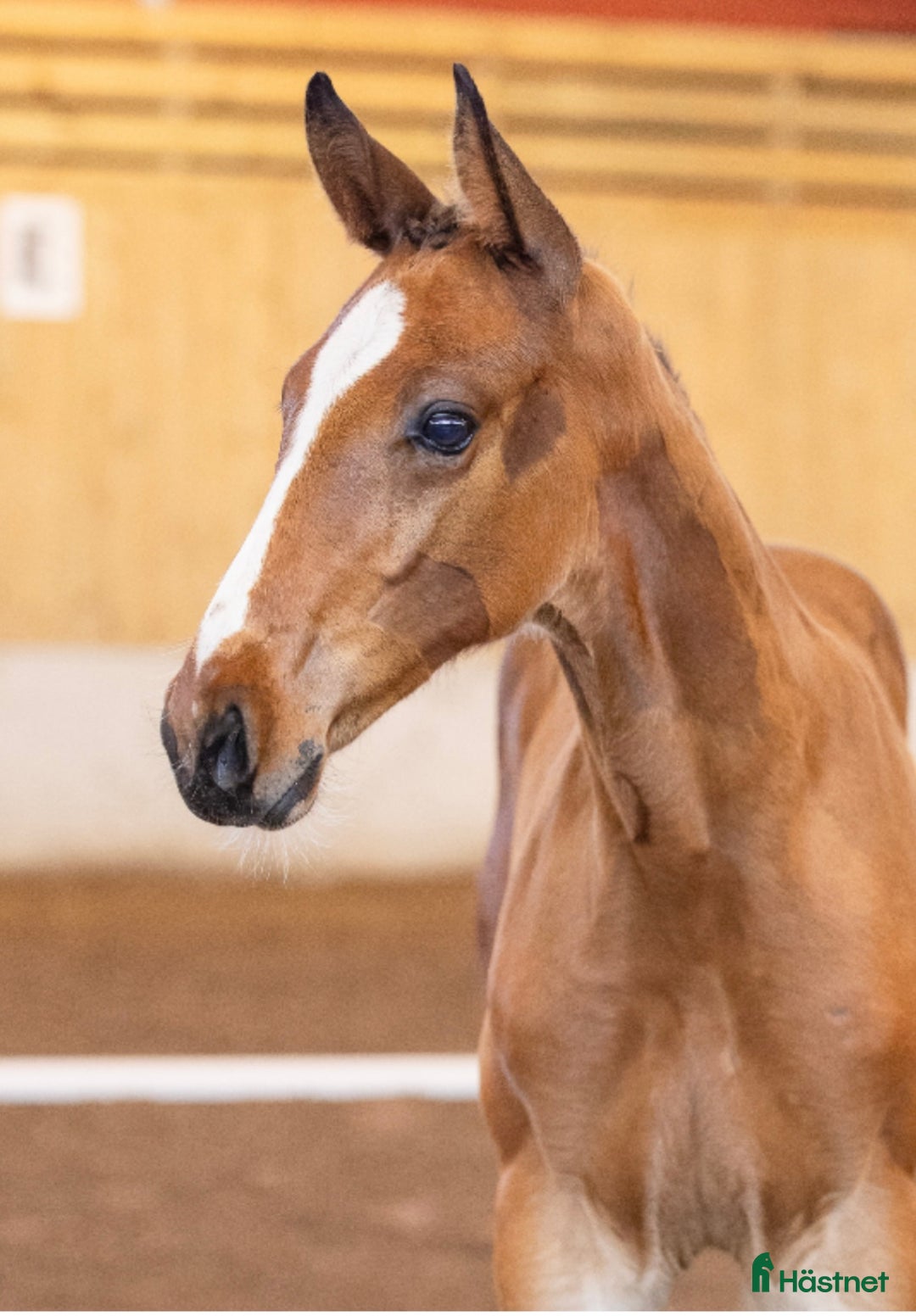 Hoppning hästar till salu: Hingstföl e: Diablue PS - Cornet Obolensky  i Rockneby - Annons 1