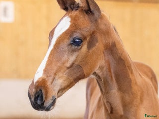 Hoppning hästar till salu: Hingstföl e: Diablue PS - Cornet Obolensky i Rockneby - Annons 1