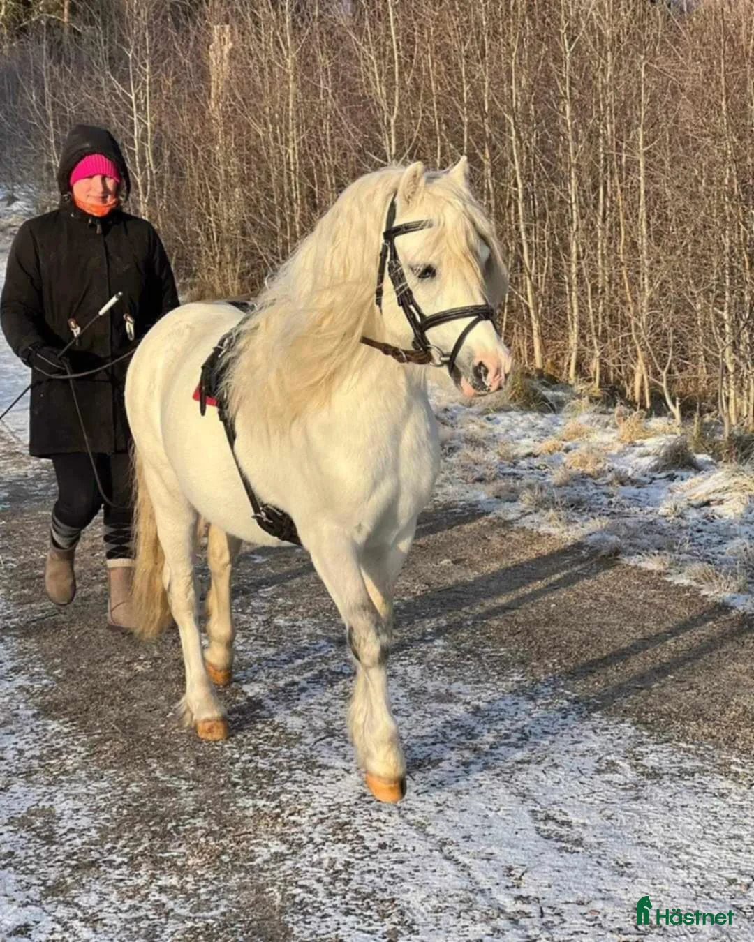 Allround hästar till salu: Framåt welsh mountainkille i Stenkullen - Annons 12