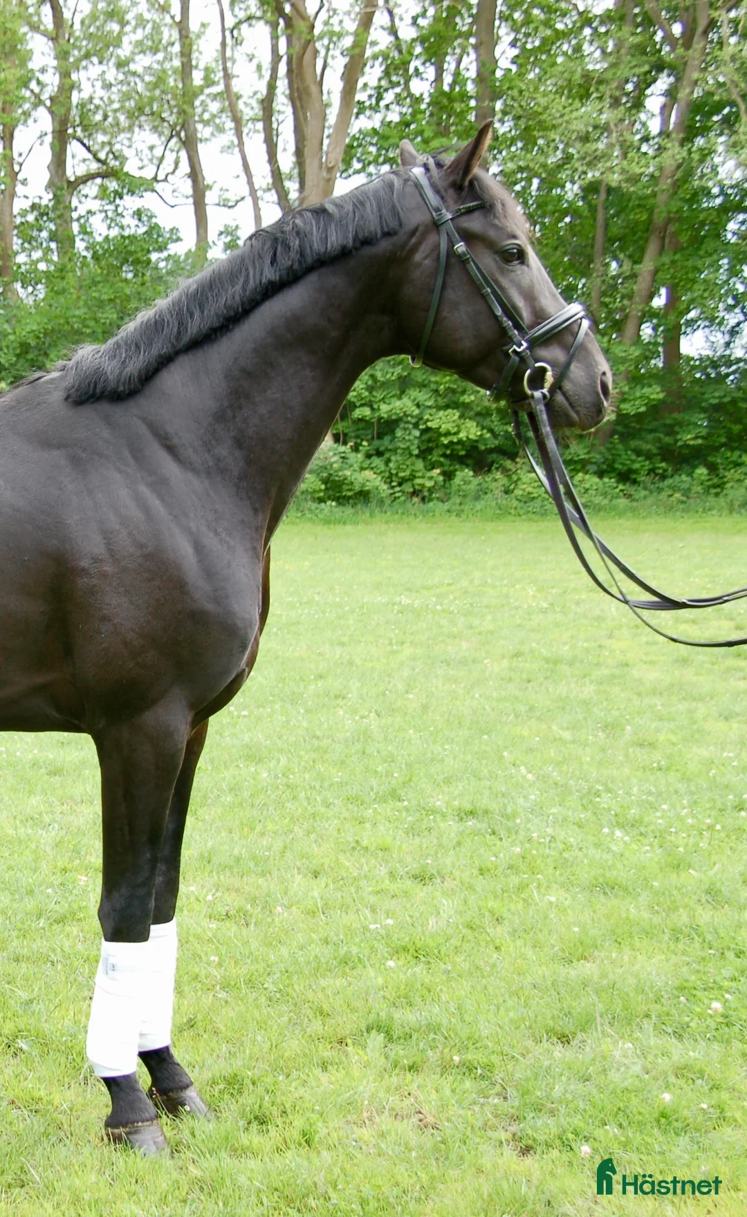 Dressyr hästar till salu: Framtidig superstjärna - Annons 2