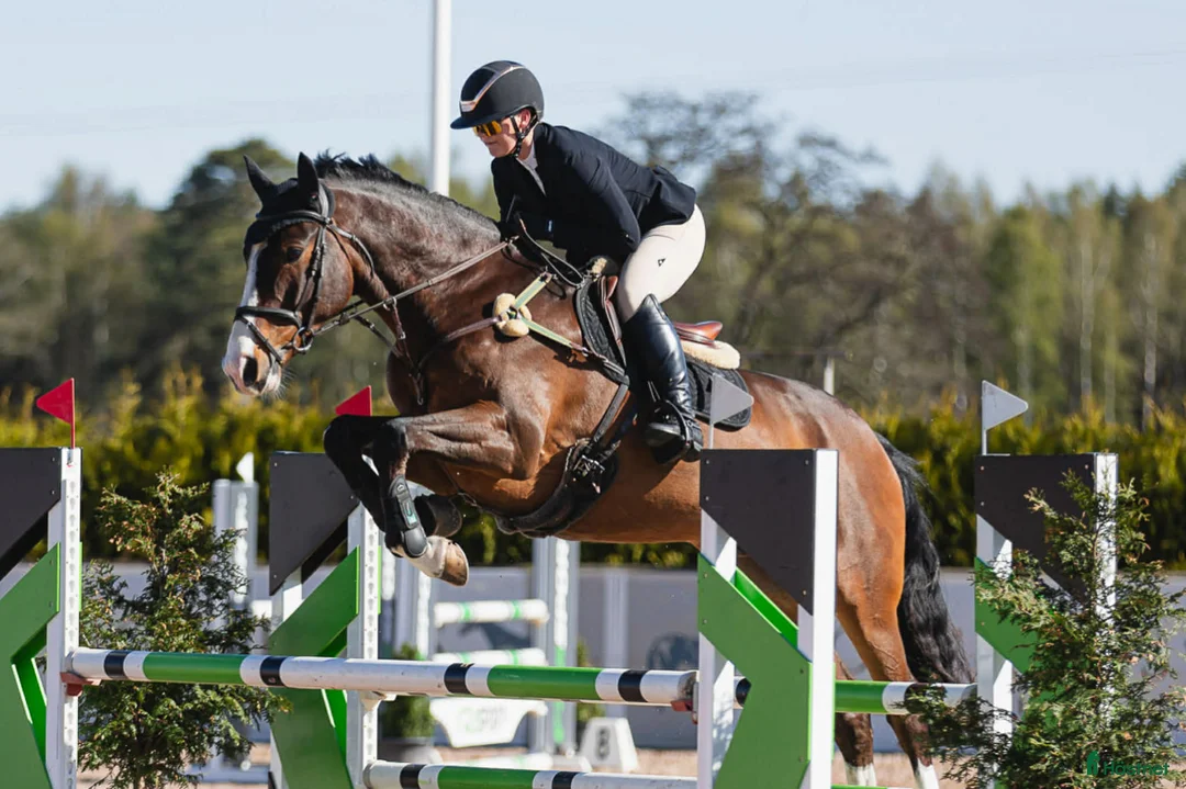Hoppning hästar till salu: Snygg och mångsidig valack! i Röstånga - Annons 1