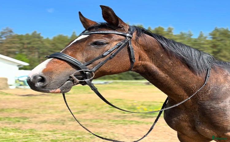  hästar Hobbyhäst för den mindre pånboken i Burträsk - Annons 1