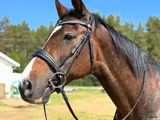 hästar Hobbyhäst för den mindre pånboken i Burträsk - Annons 21