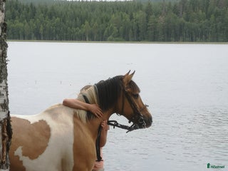 Allround hästar till salu: Läromästare Jordy i Rengsjö - Annons 3