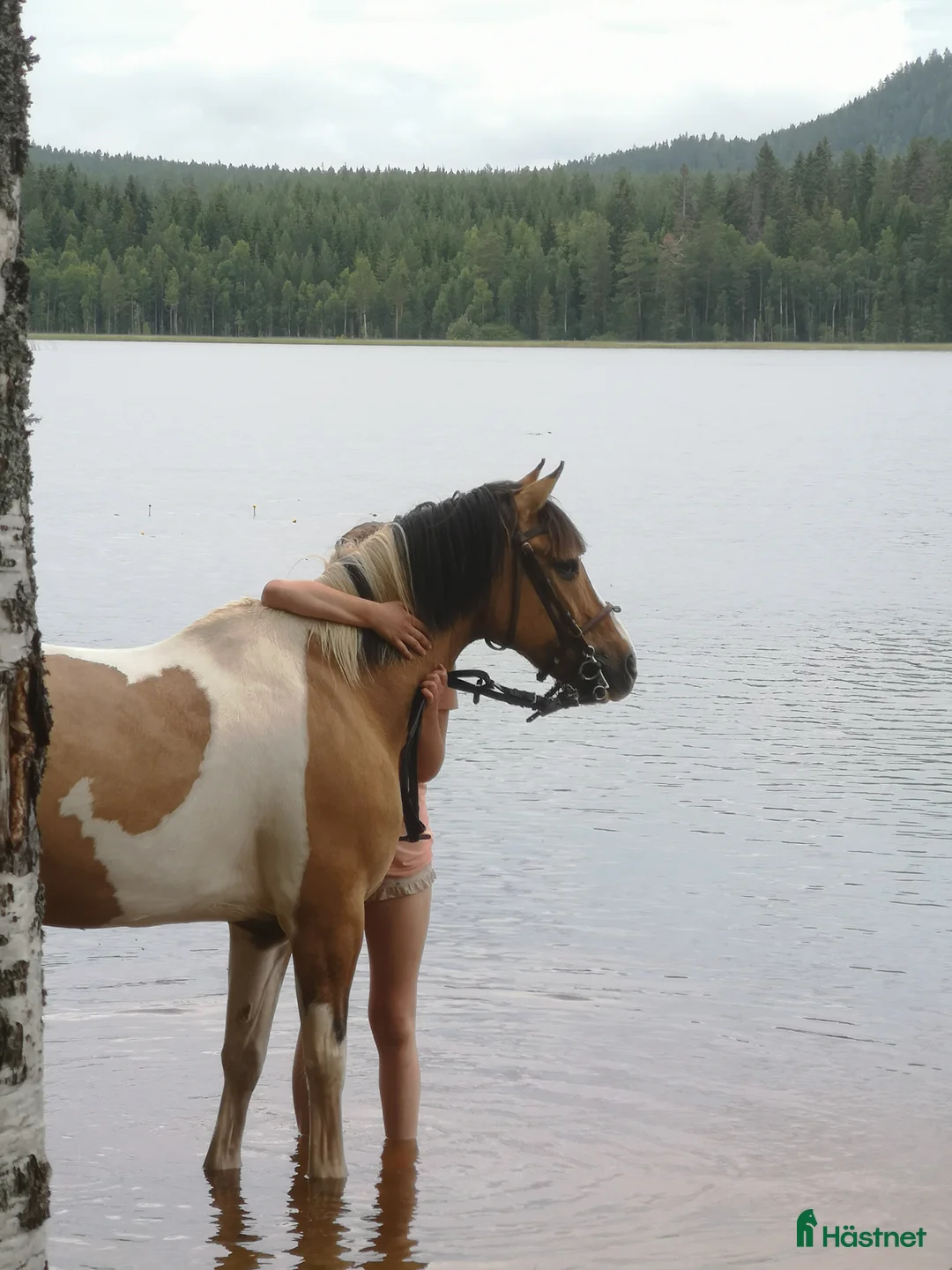 Allround hästar till salu: Läromästare Jordy i Rengsjö - Annons 1