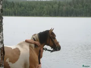 Allround hästar till salu: Läromästare Jordy i Rengsjö - Annons 3