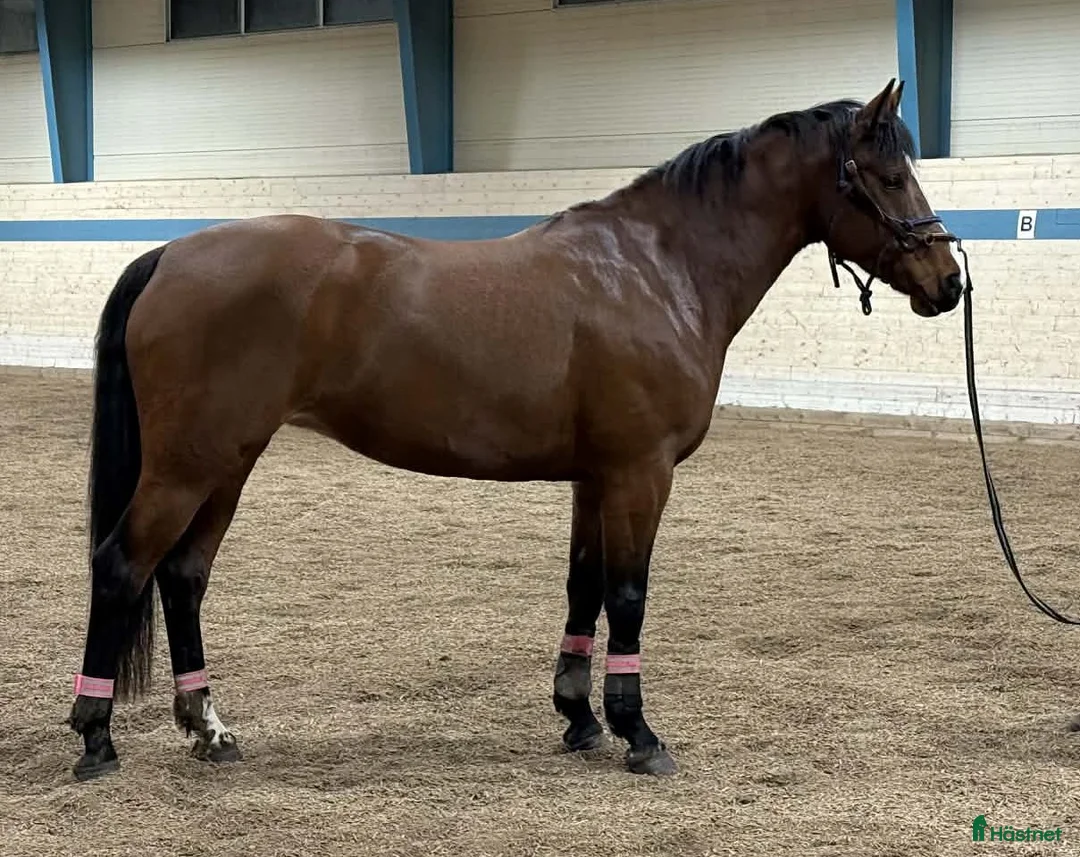 Avelshästar hästar till salu: Till AVEL och-/ eller ridning - Annons 2