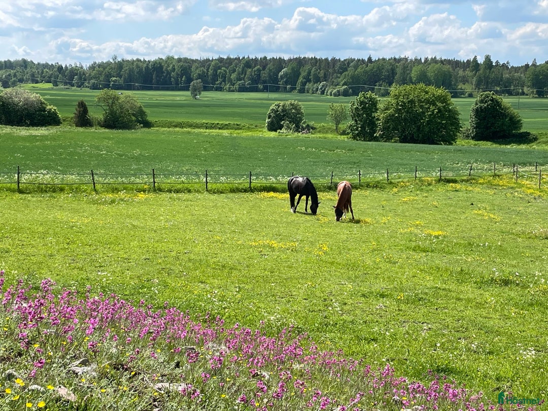  stallplats finnes: Stallplats 2 mil norr om Uppsala i Vattholma - Annons 6