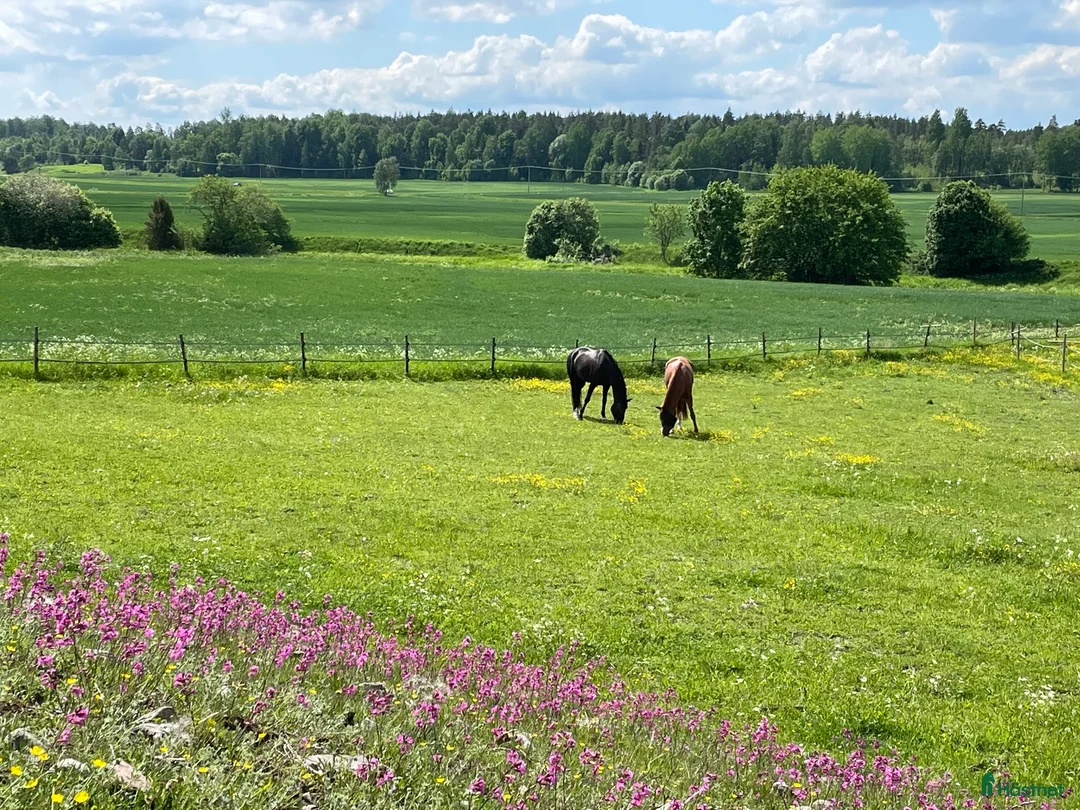  stallplats finnes: Stallplats 2 mil norr om Uppsala - Annons 6