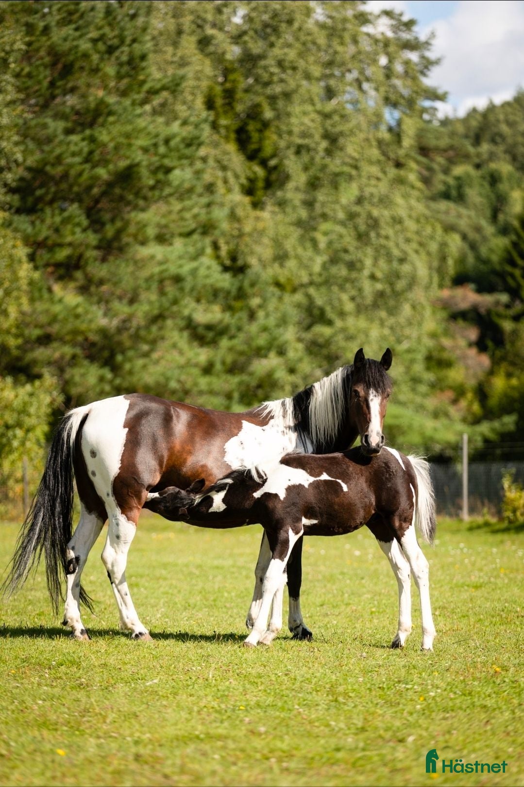  hästar Vackert hingstföl – Morgan × Paint × KWPN - Annons 2