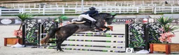 Hoppning hästar till salu: 🌟 Exceptionell 5-årig sporthäst till salu ⭐️ - Annons 3