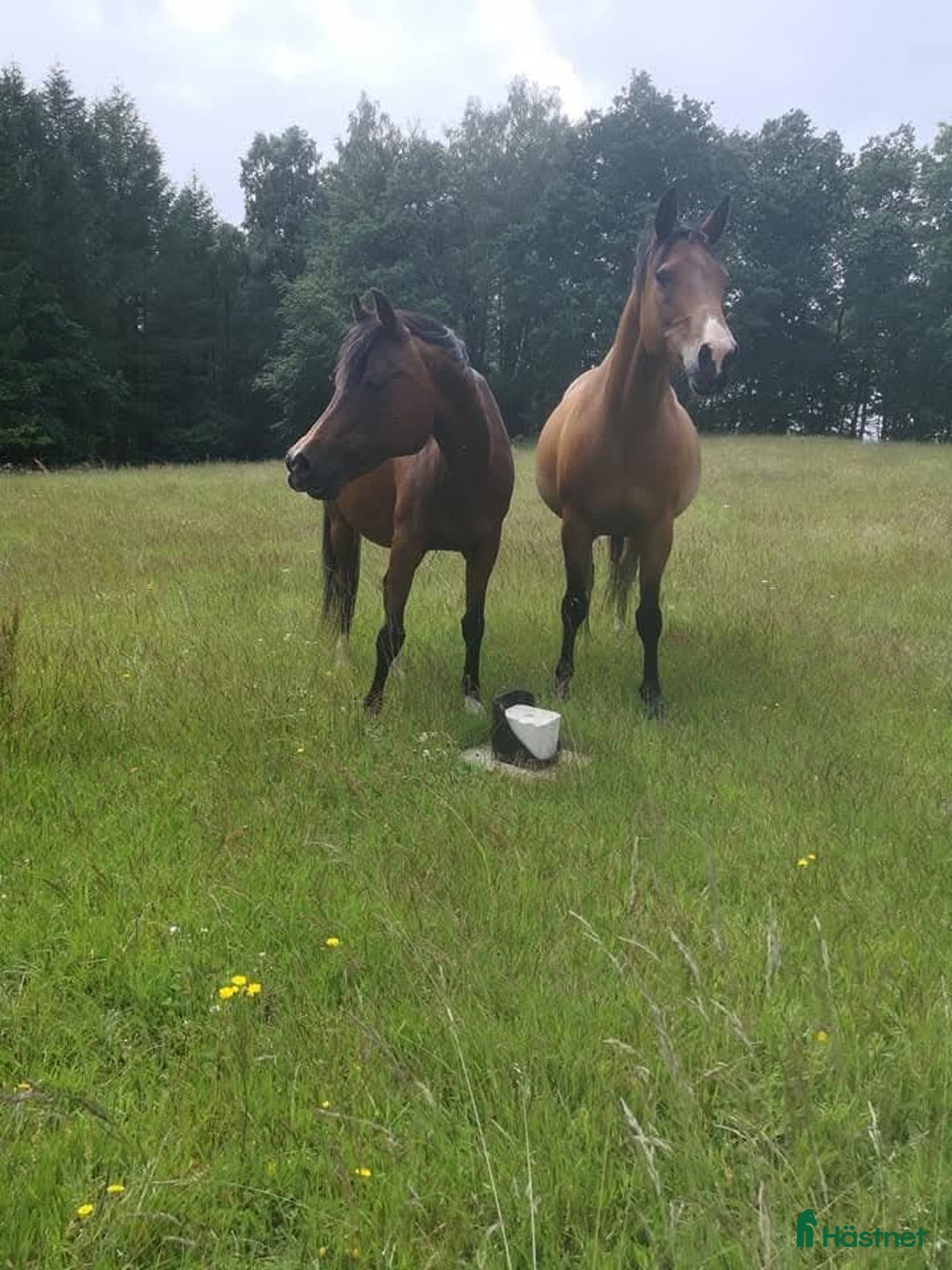 Allround hästar till salu: BIG BEN behöver nytt kärleksfullt hem i Höör - Annons 8
