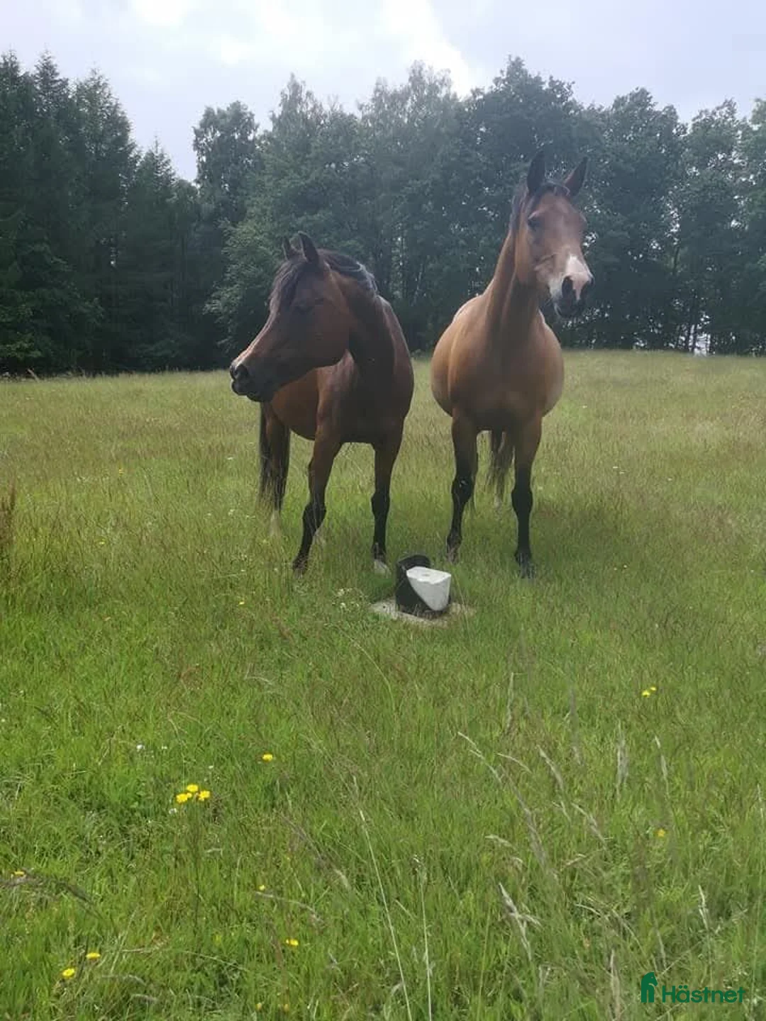 Allround hästar till salu: BIG BEN behöver nytt kärleksfullt hem - Annons 8