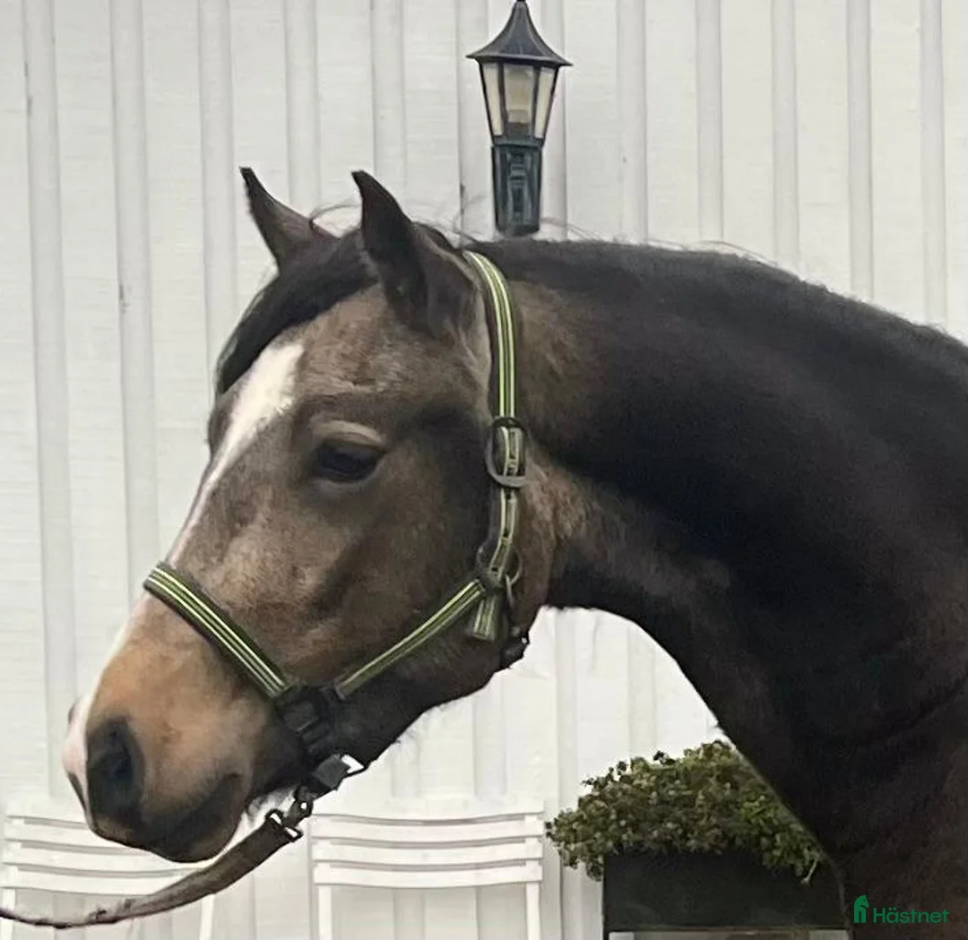 Allround hästar till salu: Talangfull Welsh Cob  - Annons 2