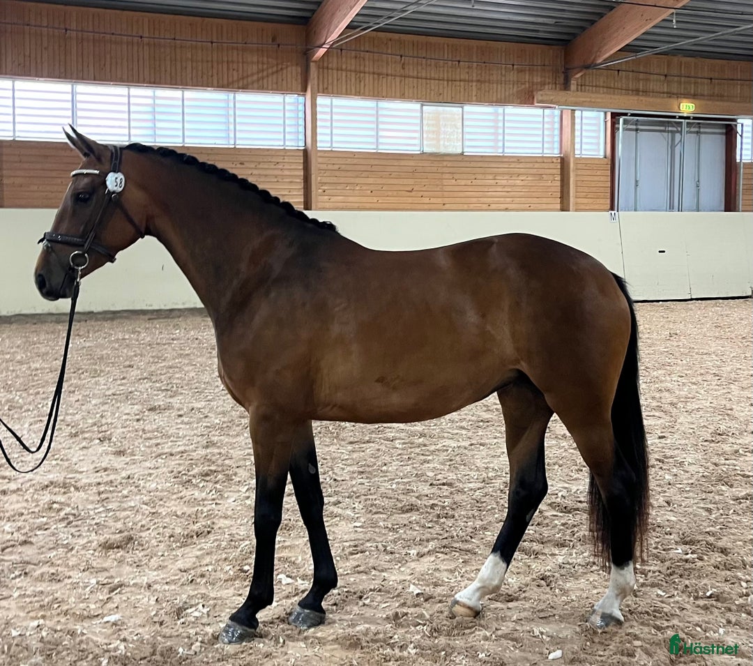 Hoppning hästar till salu: Lovande hopphäst e. Gamelus - Ludwigs Champion i Ransta - Annons 3