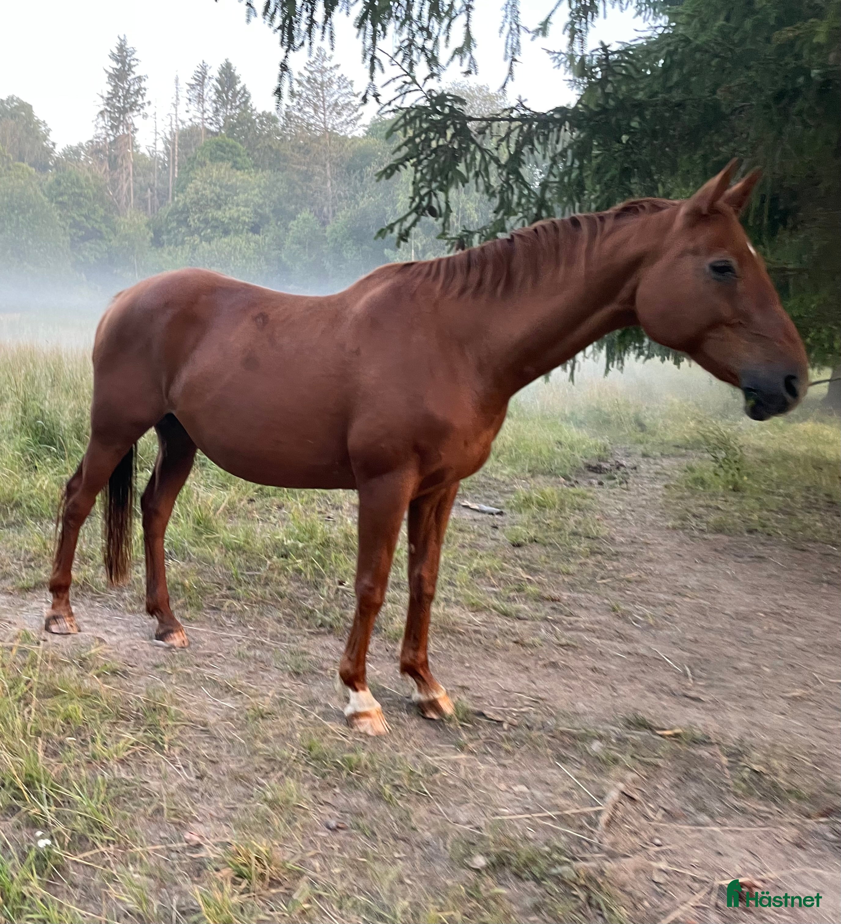  hästar SKÄNKES: lättskött klokt sällskap - Annons 8