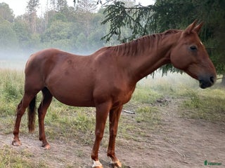 hästar SKÄNKES: lättskött klokt sällskap - Annons 8