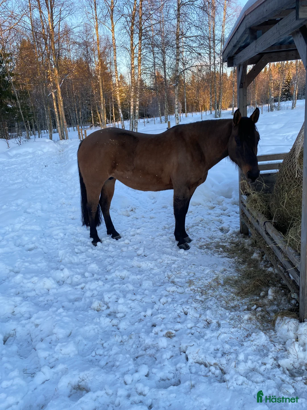 Western hästar till salu: Superfin Quarter åring  - Annons 11