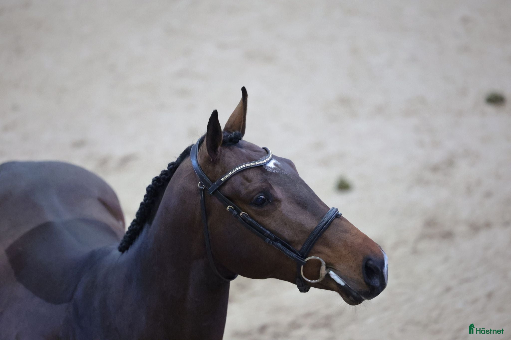  avel Fullblods hingst godkänd i SWB - Annons 2