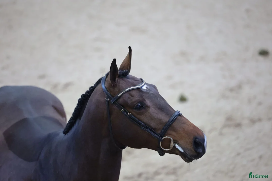  avel finnes: Fullblods hingst godkänd i SWB - Annons 2