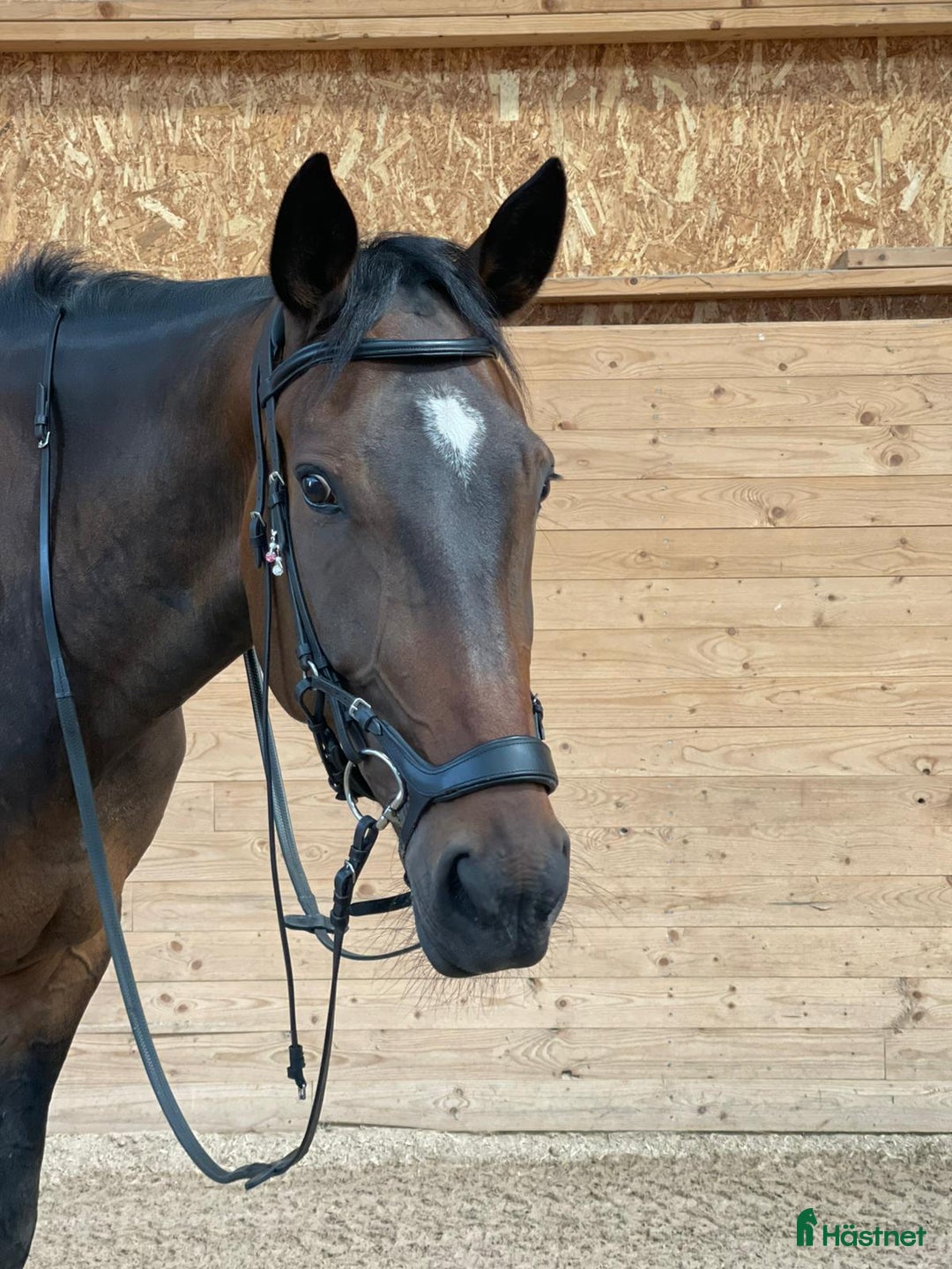  medryttarhäst finnes: Medryttare Sökes i Helsingborg - Annons 1