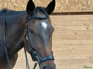 medryttarhäst finnes: Medryttare Sökes - Annons 22