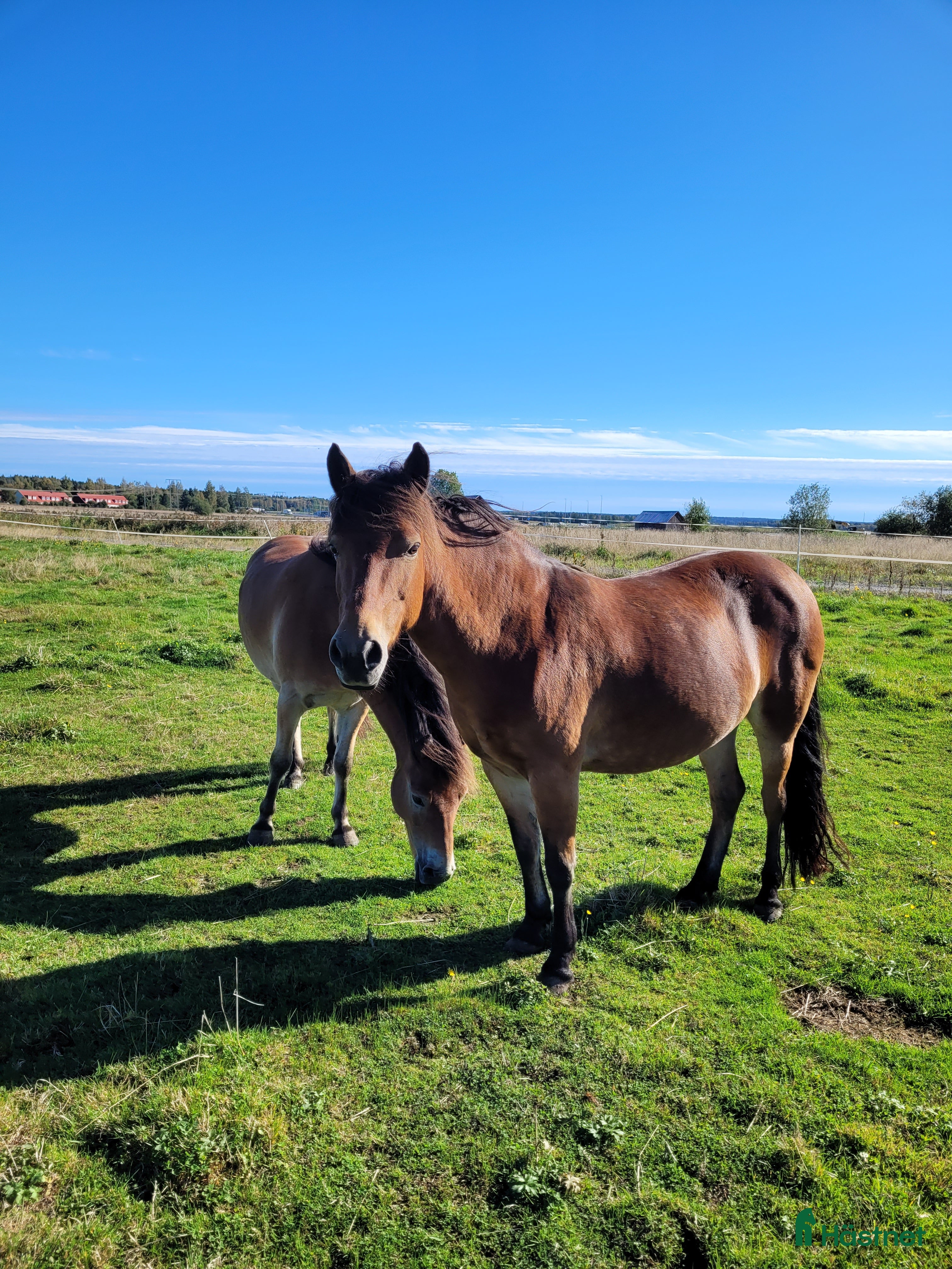  hästar Snällt Russsto säljes i Umeå - Annons 11