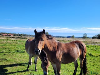 hästar Snällt Russsto säljes i Umeå - Annons 10