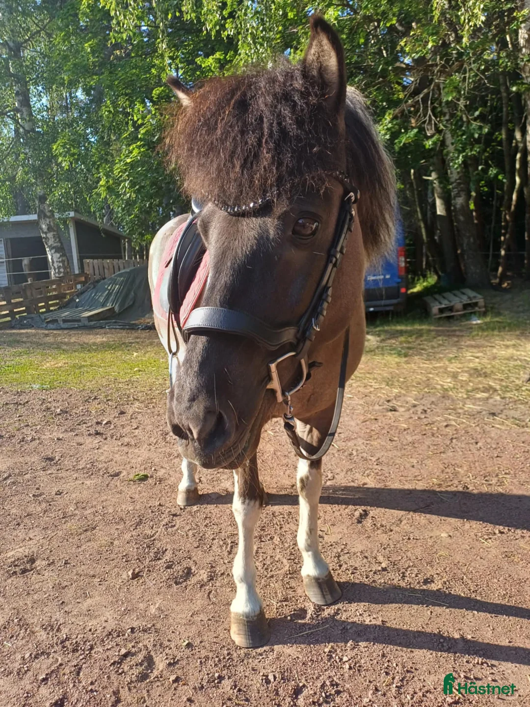 Allround hästar till salu: Social 5-gångare med personlighet på Åland i Grisslehamn - Annons 7