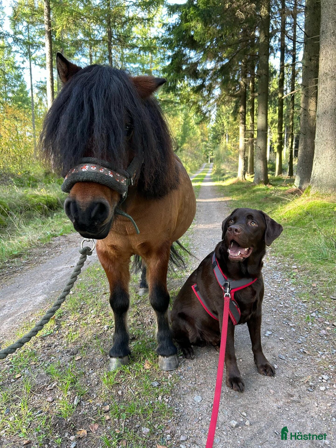  medryttarhäst finnes: Vi söker medryttare till vår A-ponny! i Åled - Annons 6