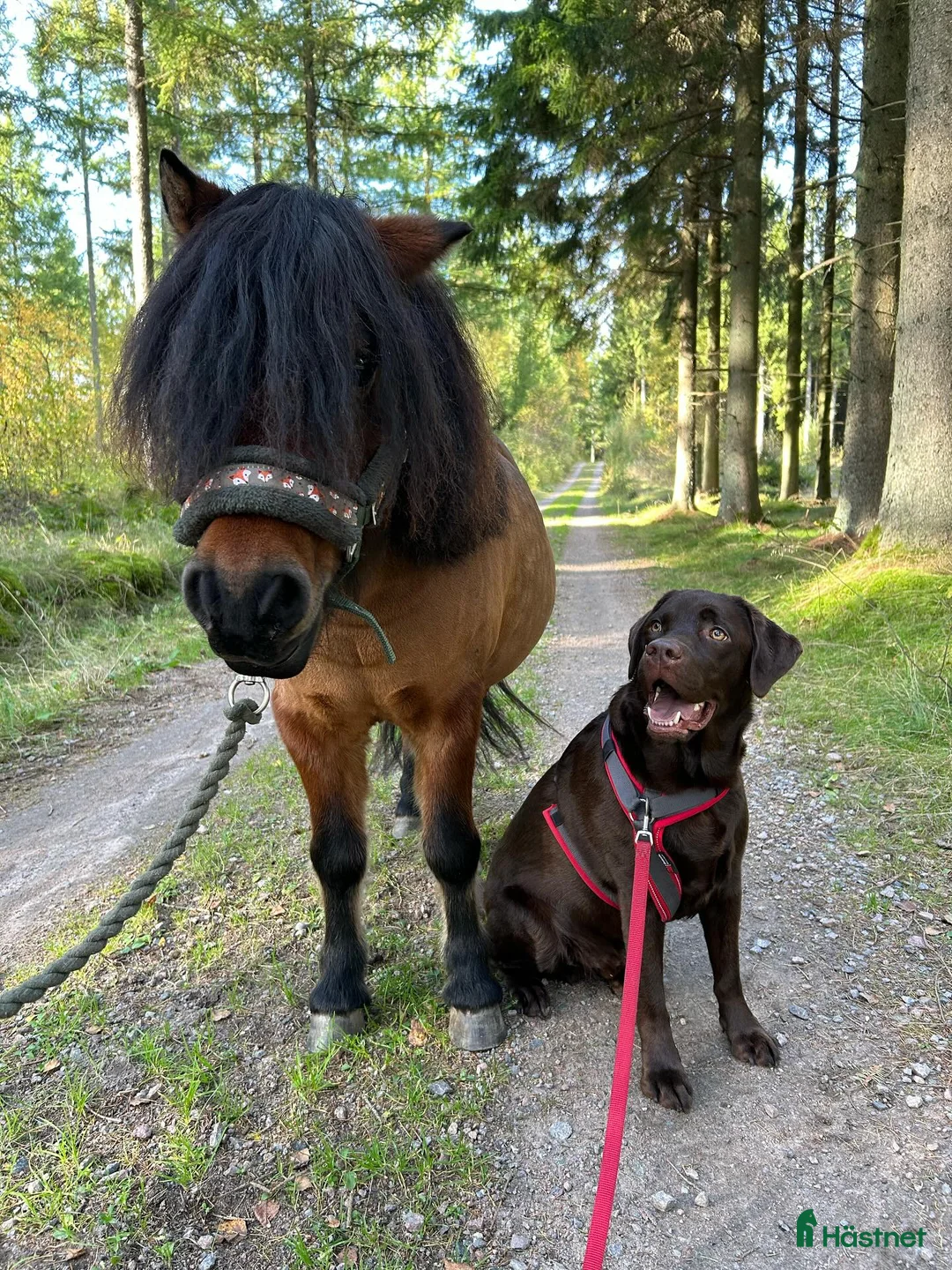  medryttarhäst finnes: Vi söker medryttare till vår A-ponny! - Annons 6