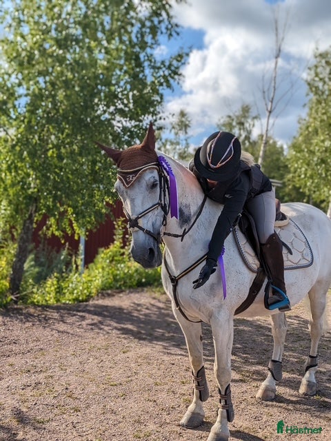  hästar Foderhäst sökes! i Tibro - Annons 8
