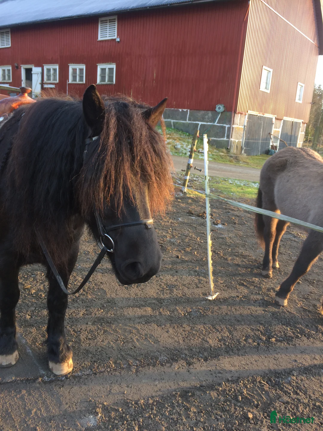  medryttarhäst finnes: Medryttare sökes - Annons 3