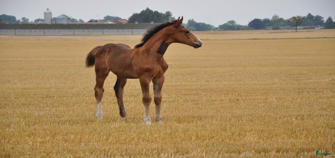 Galleribild {{count}}